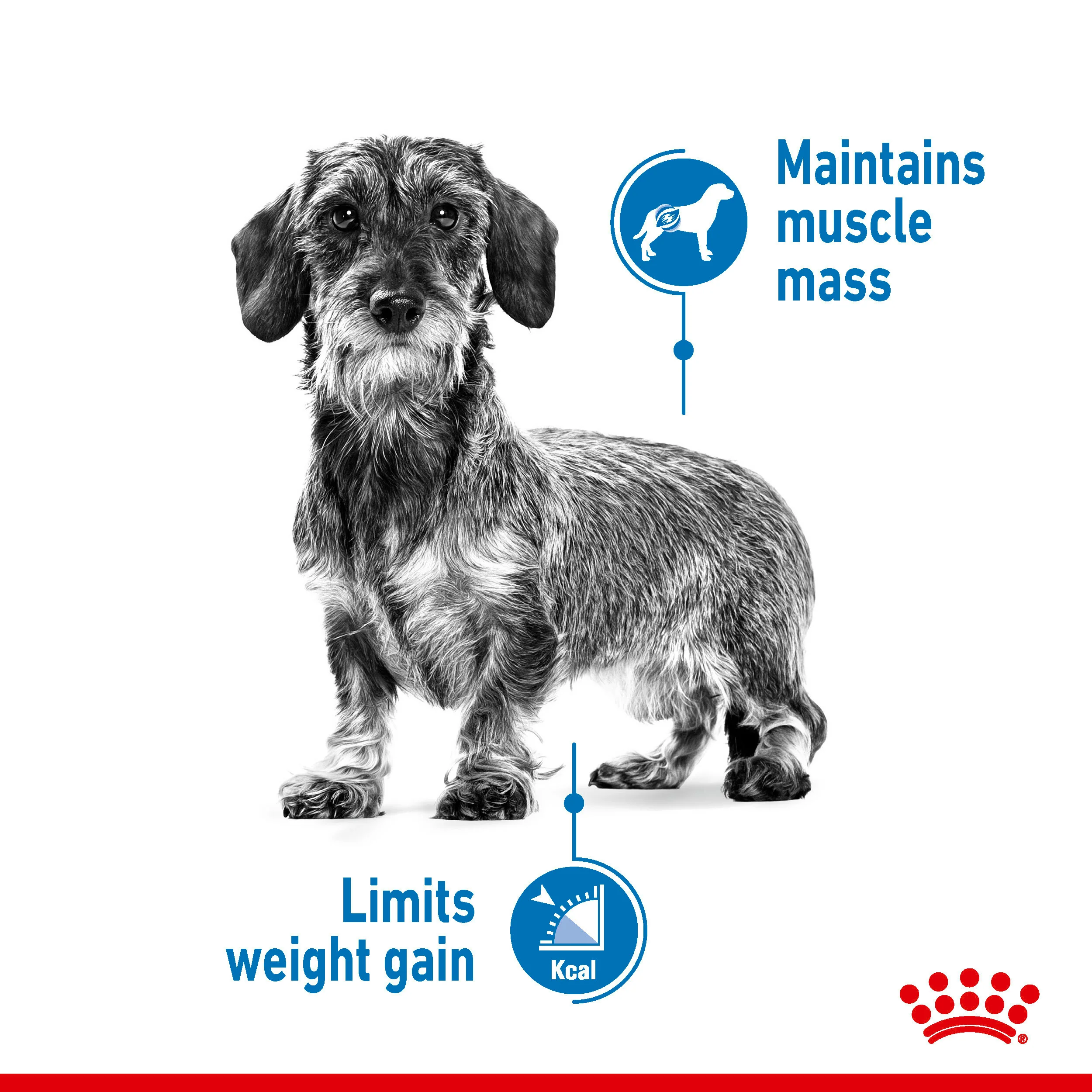 ROYAL CANIN® Mini Light Weight Care Adult Dry Dog Food - Image 9