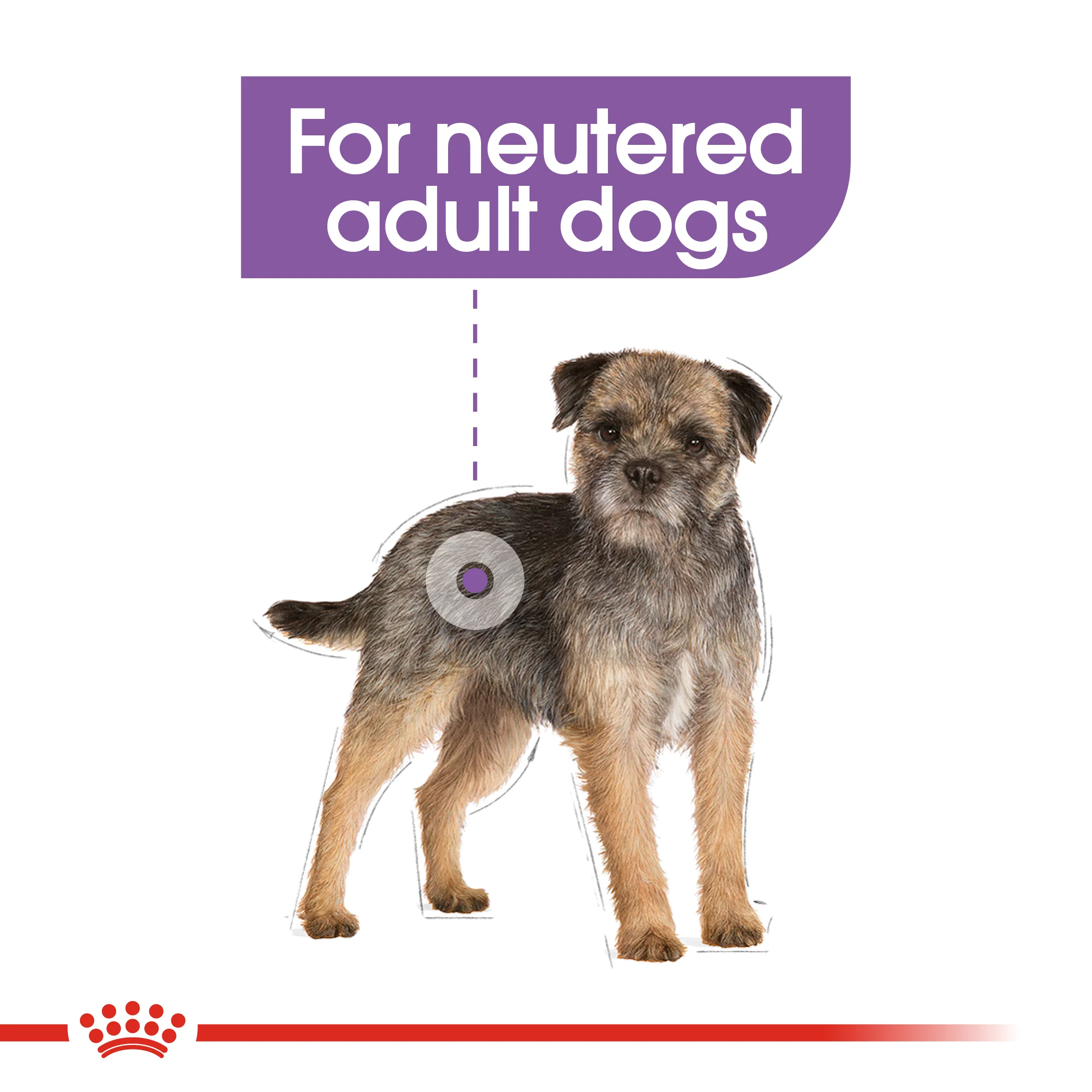 ROYAL CANIN® Mini Sterilised Care Adult Dry Dog Food - Image 11