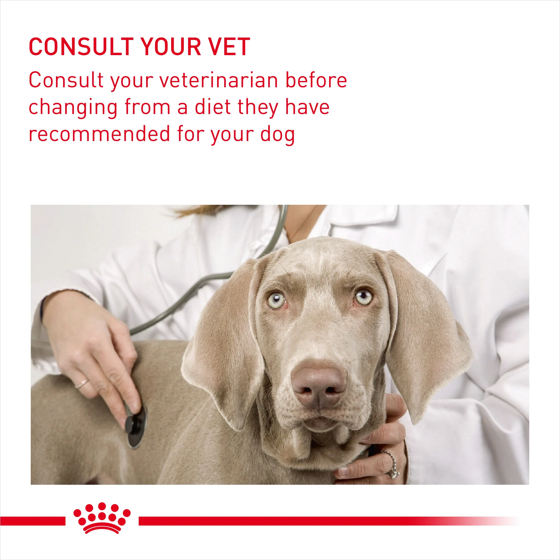 ROYAL CANIN® Mini Urinary Care Adult Dry Dog Food - Image 3