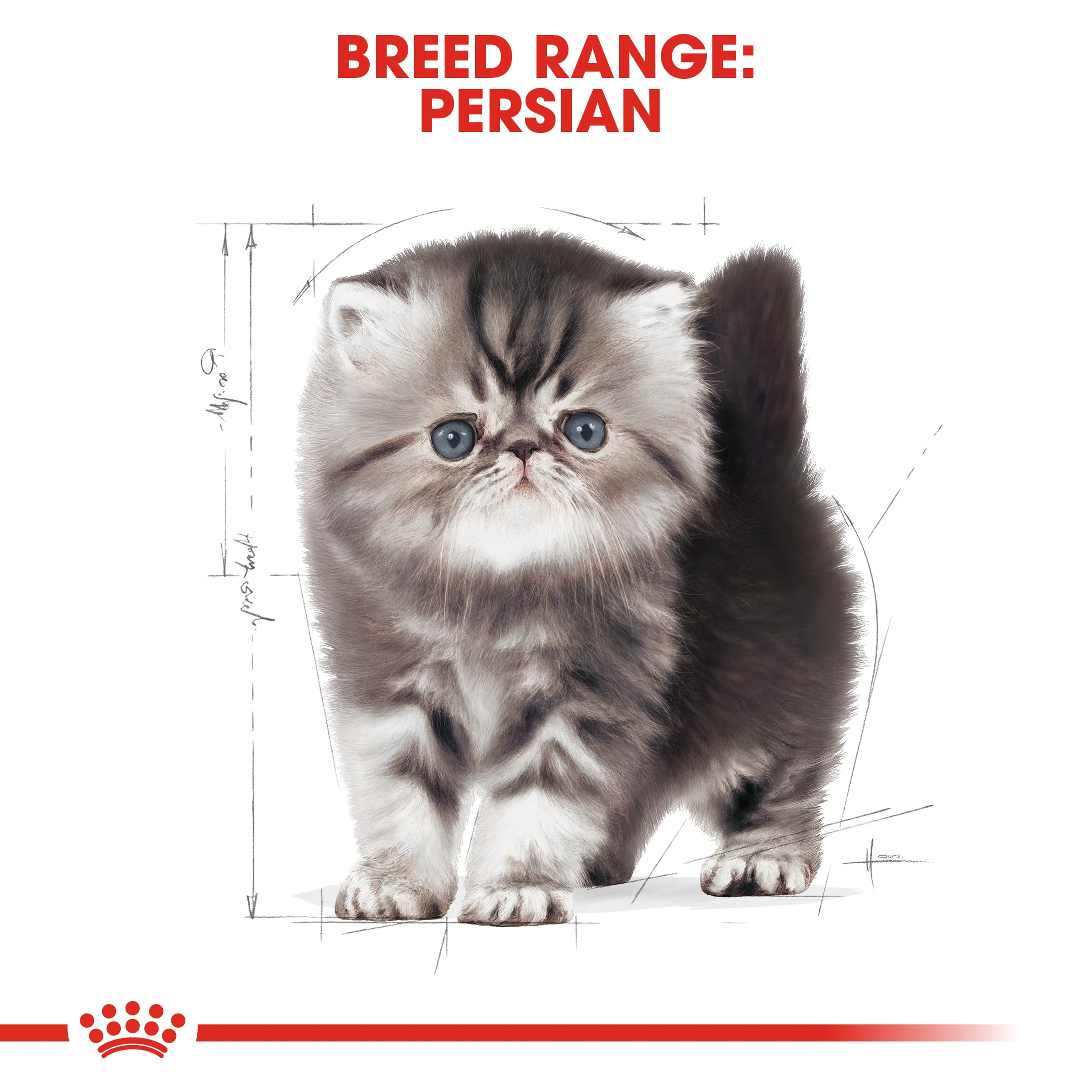 ROYAL CANIN® Persian Kitten Dry Food - Image 12