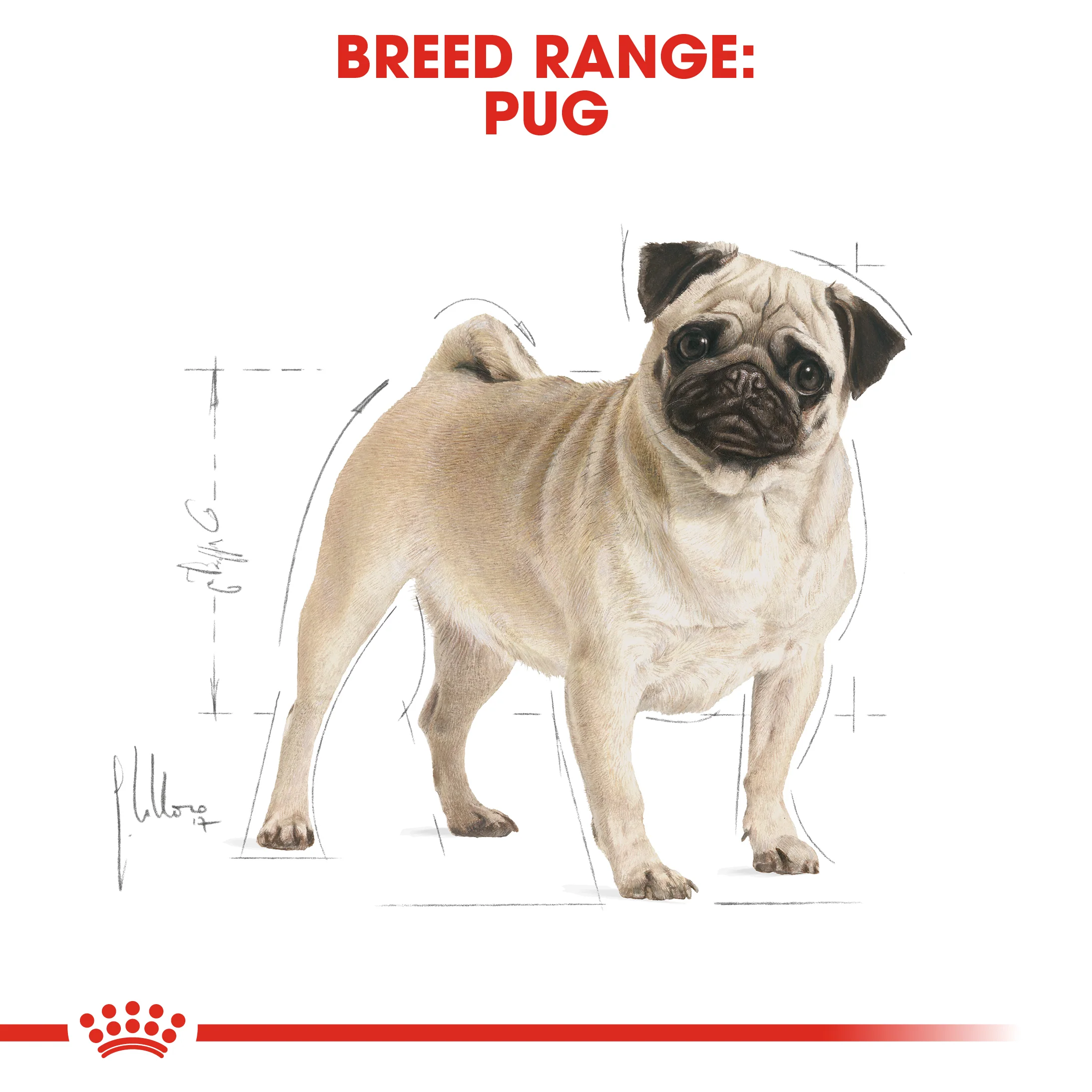 ROYAL CANIN® Pug Adult Dry Dog Food - Image 10