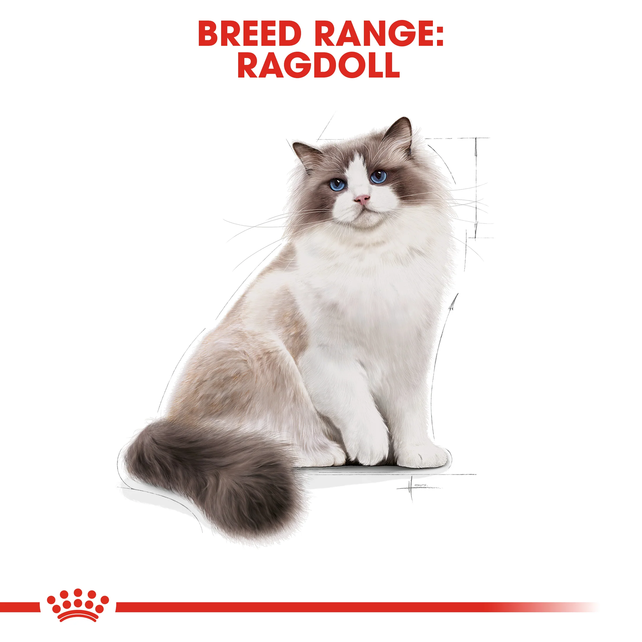 ROYAL CANIN® Ragdoll Adult Dry  Cat Food - Image 9