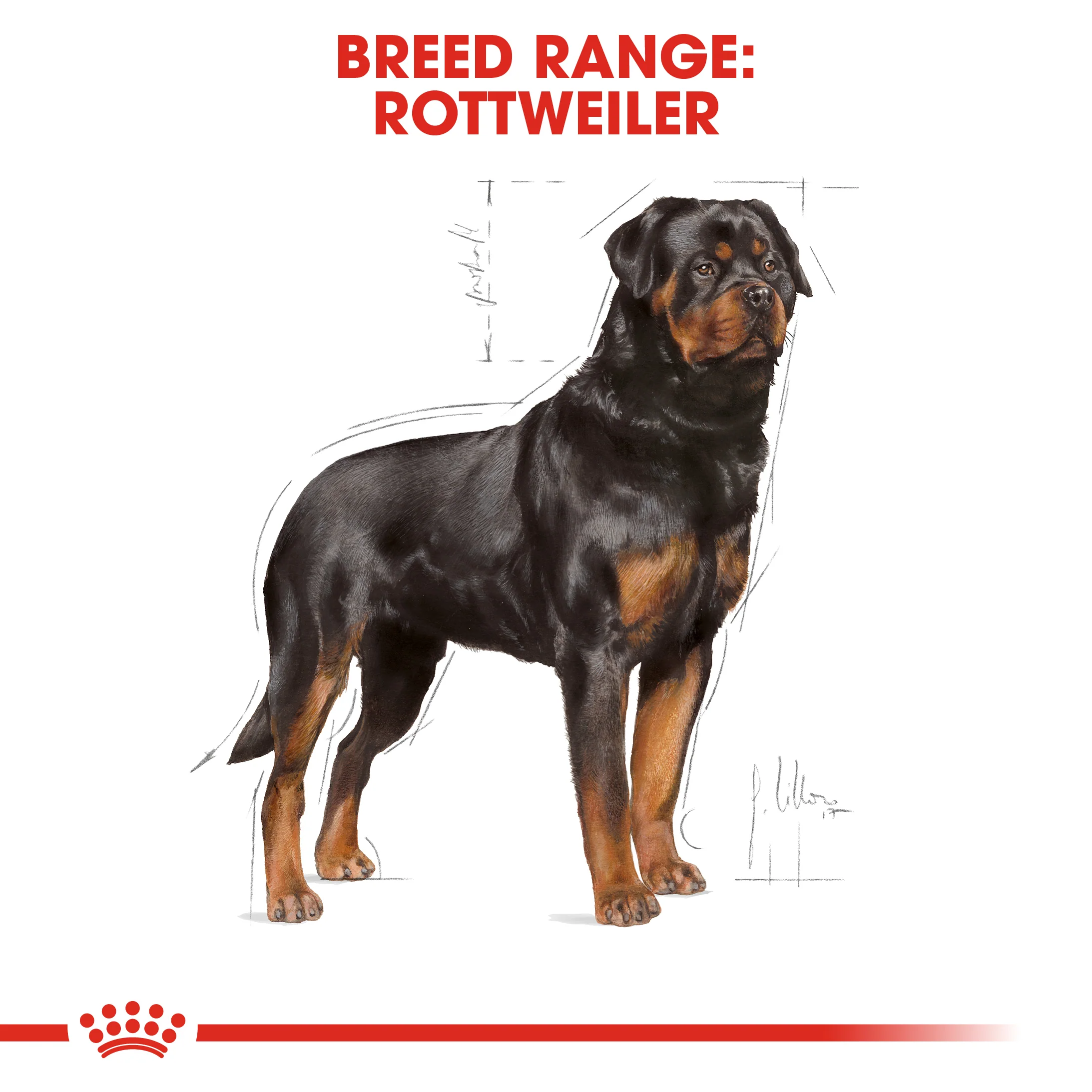 ROYAL CANIN® Rottweiler Adult Dry Dog Food - Image 10