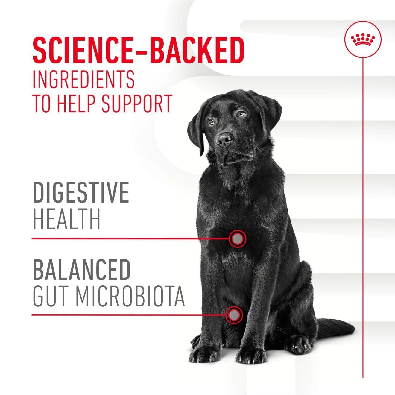 Royal Canin Adult Dog Supplement for Digestion Soft Chews 160g - Image 3