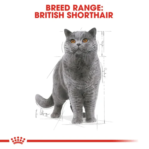ROYAL CANIN British Shorthair Adult In Gravy Wet Cat Food - Image 9