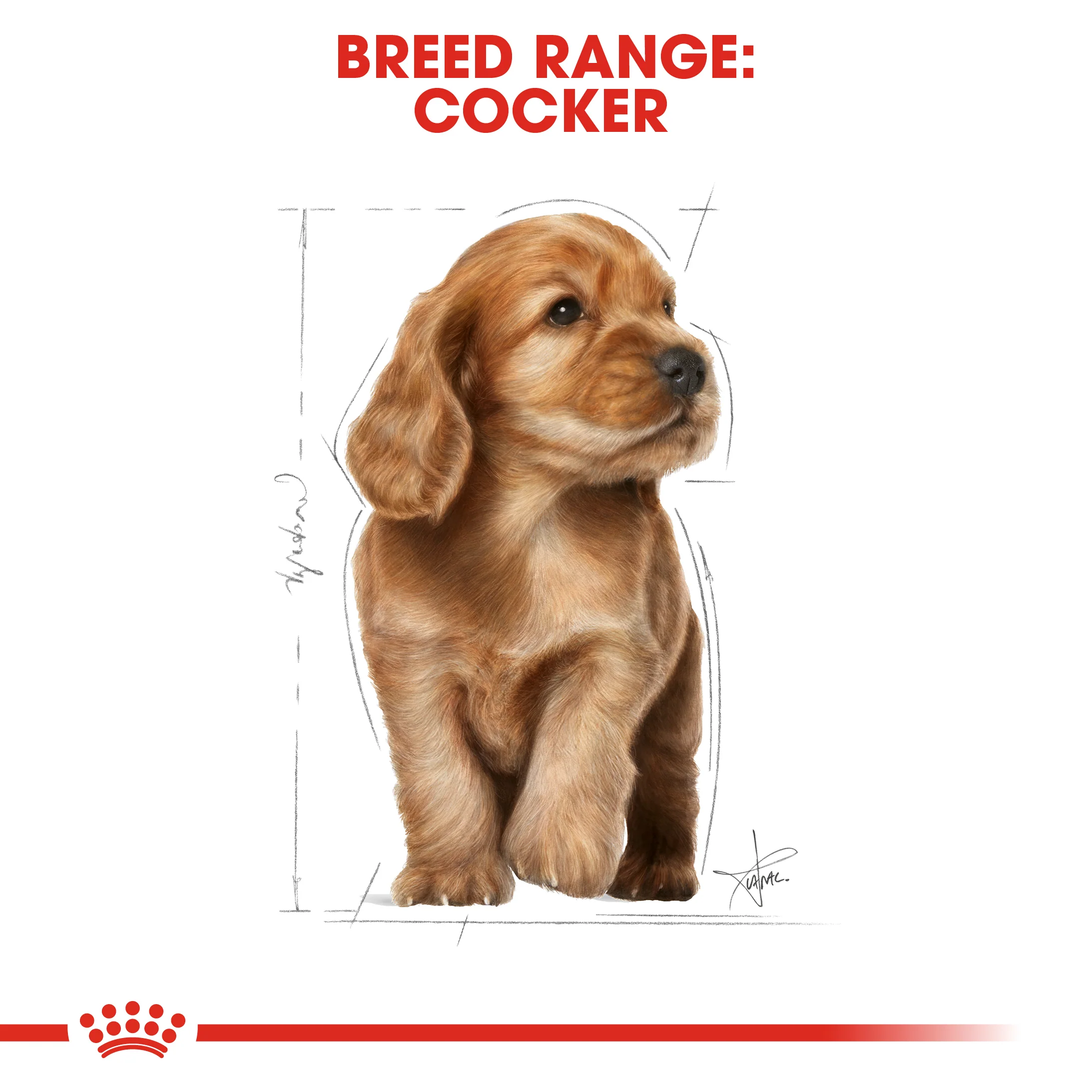 ROYAL CANIN® Cocker Puppy Dry Dog Food - Image 9