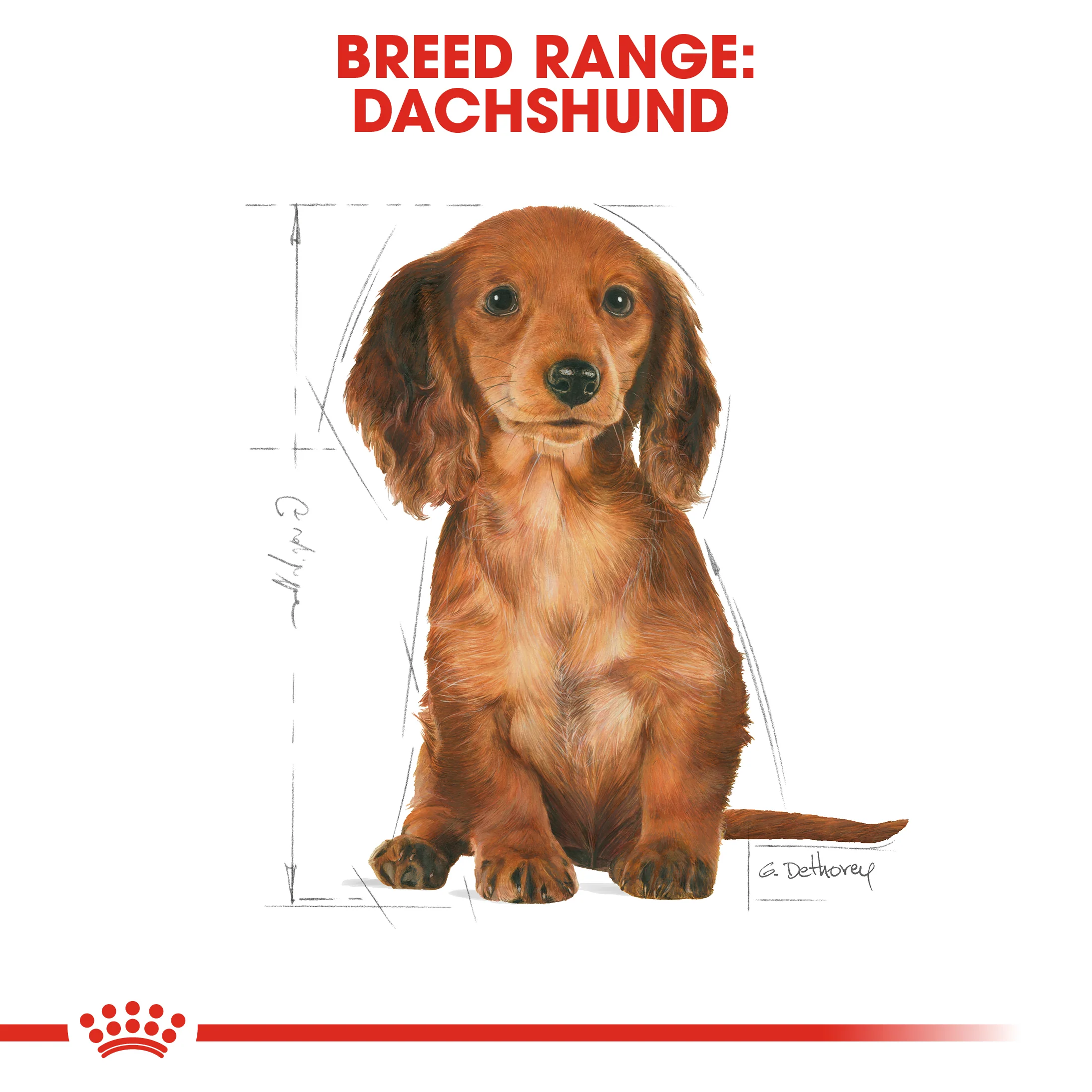 ROYAL CANIN® Dachshund Puppy Dry Dog Food - Image 12
