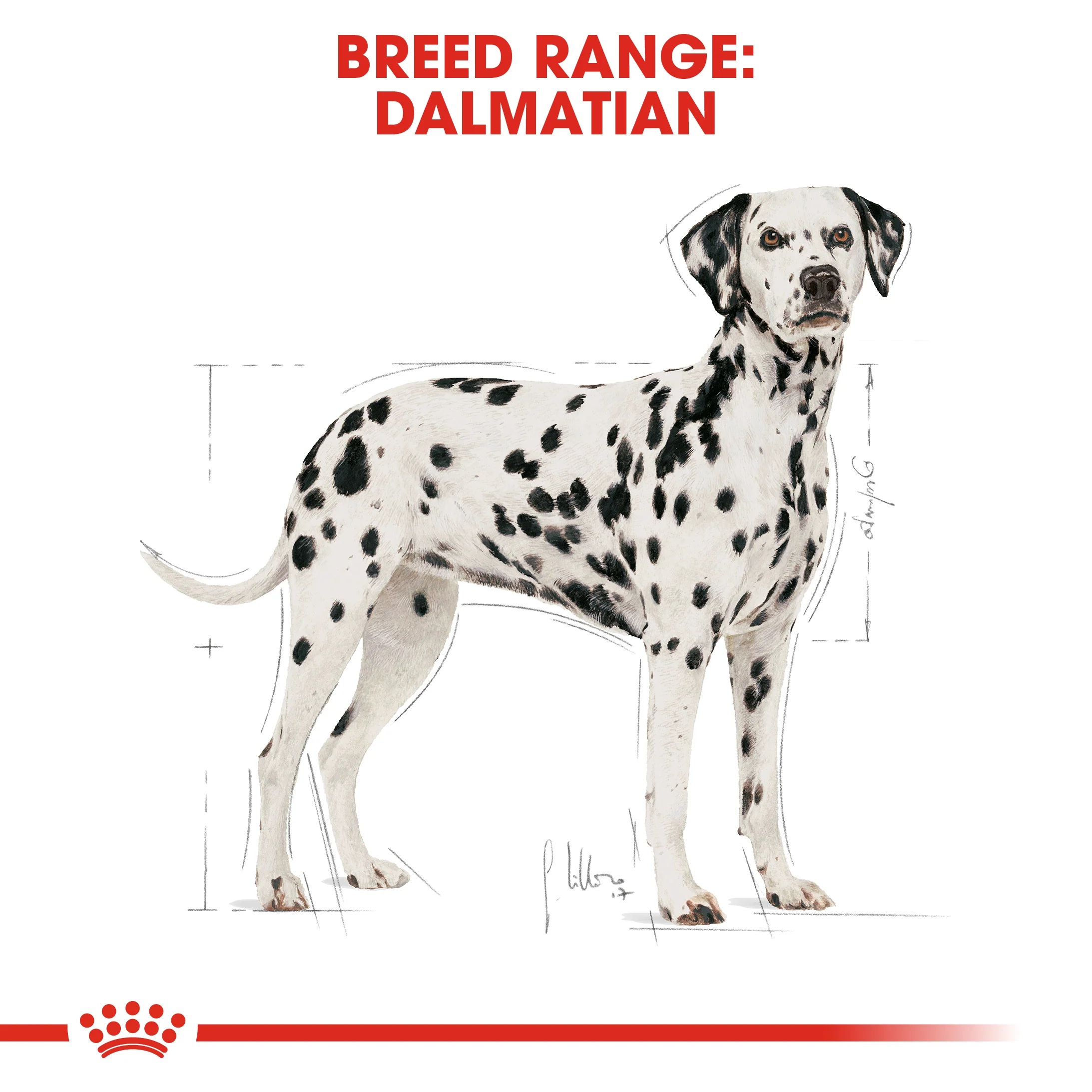 ROYAL CANIN® Dalmatian Adult Dry Dog Food - Image 9