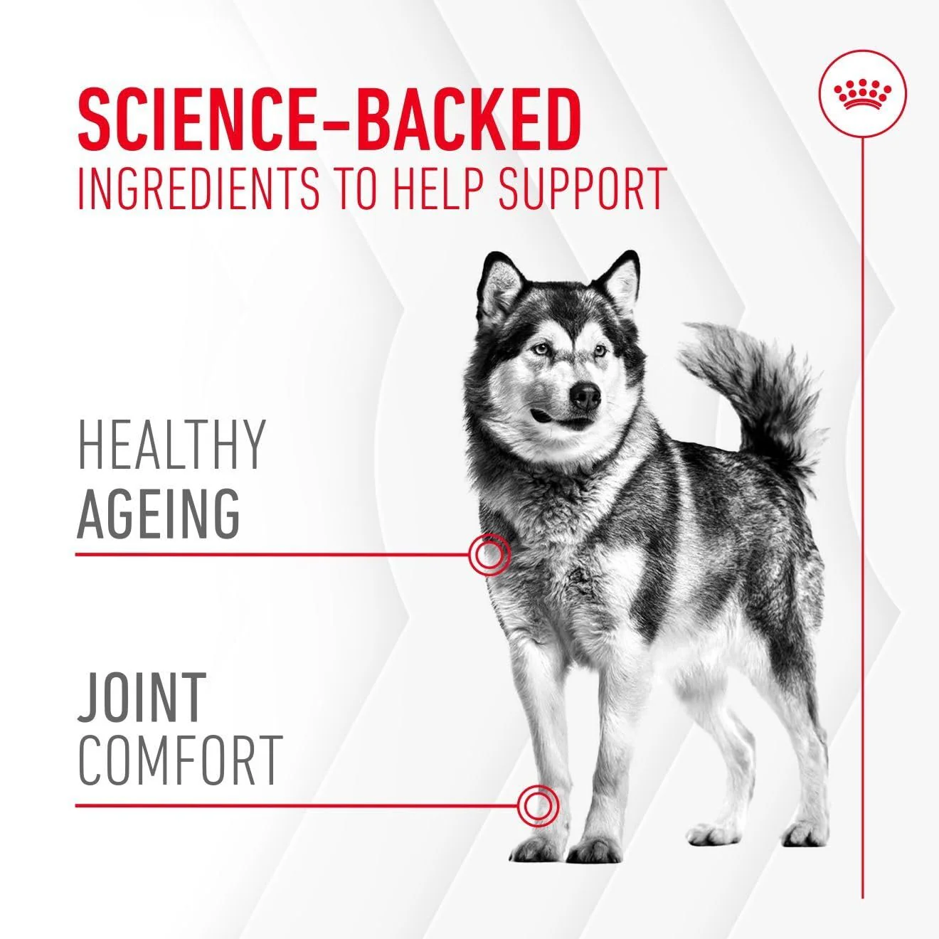 Royal Canin Dog Supplement for Joint & Ageing Soft Chews 240g - Image 3