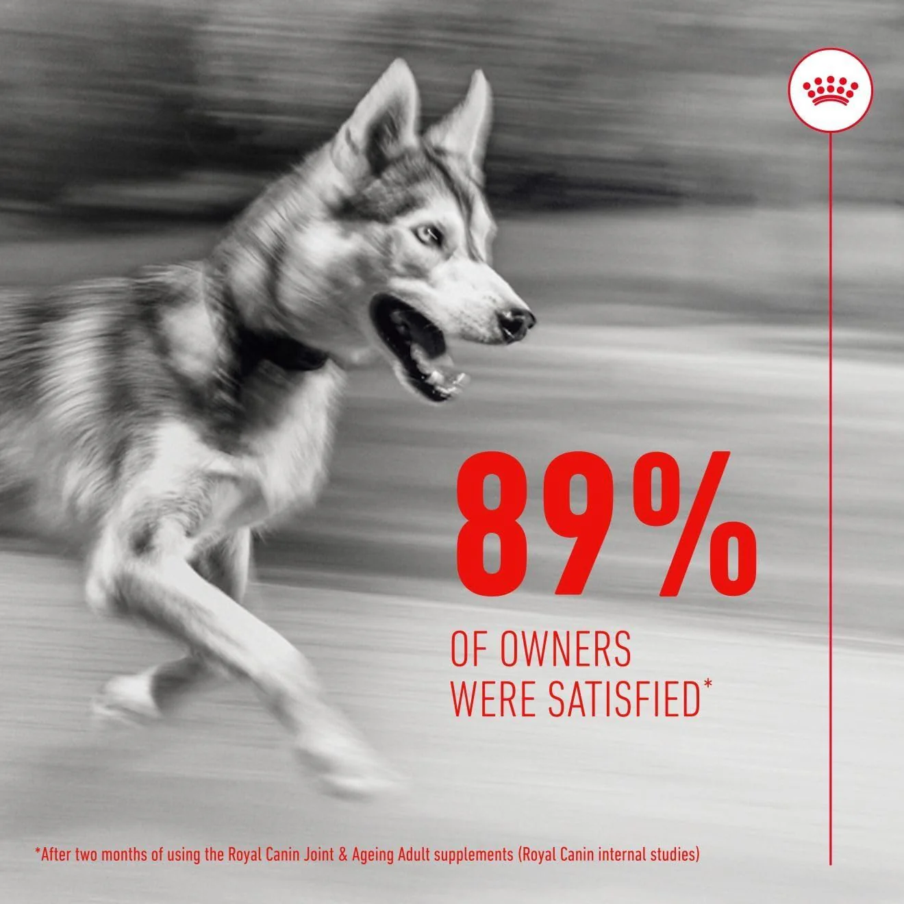 Royal Canin Dog Supplement for Joint & Ageing Soft Chews 240g - Image 5