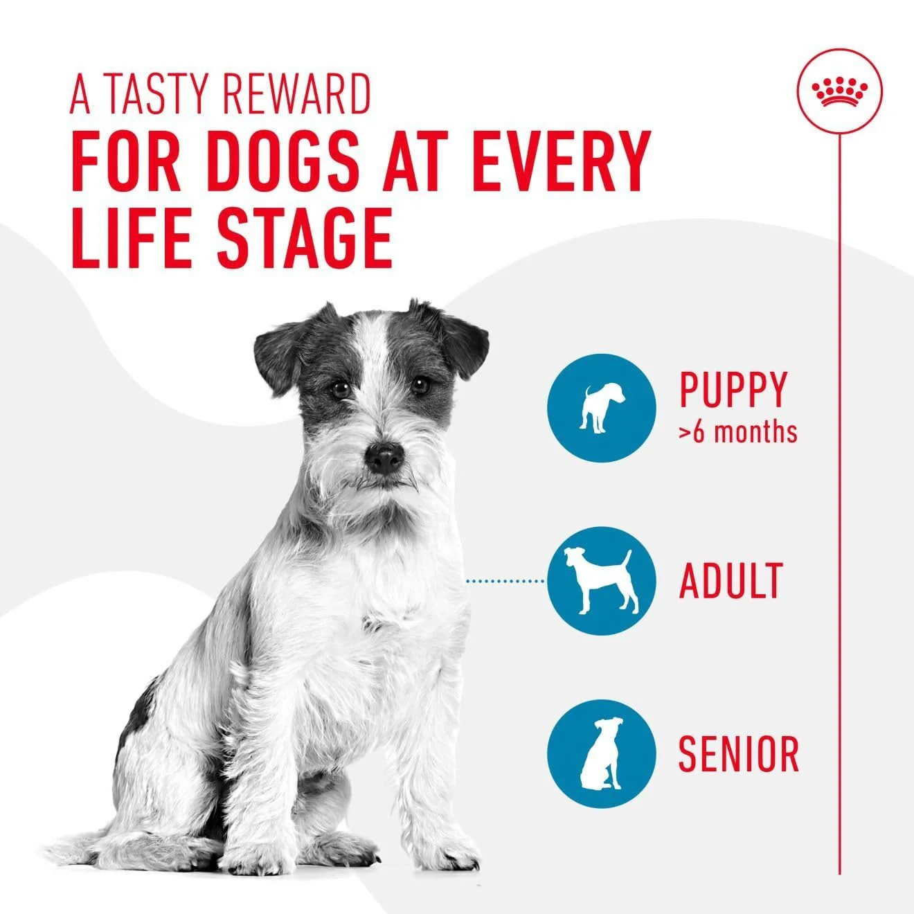 Royal Canin Dog Treats for Training 110g Puppy & Adult Supplement - Image 3