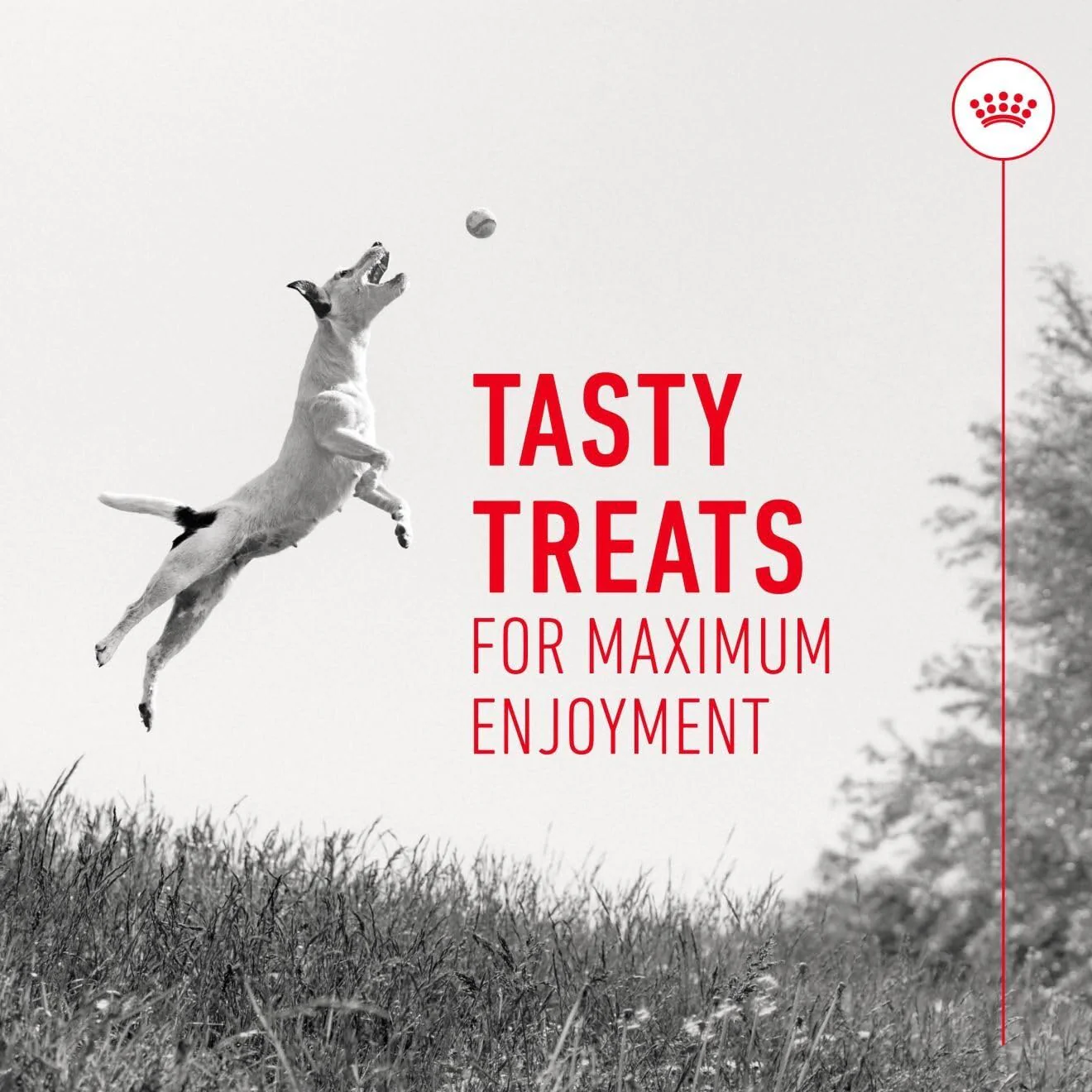 Royal Canin Dog Treats for Training 110g Puppy & Adult Supplement - Image 5