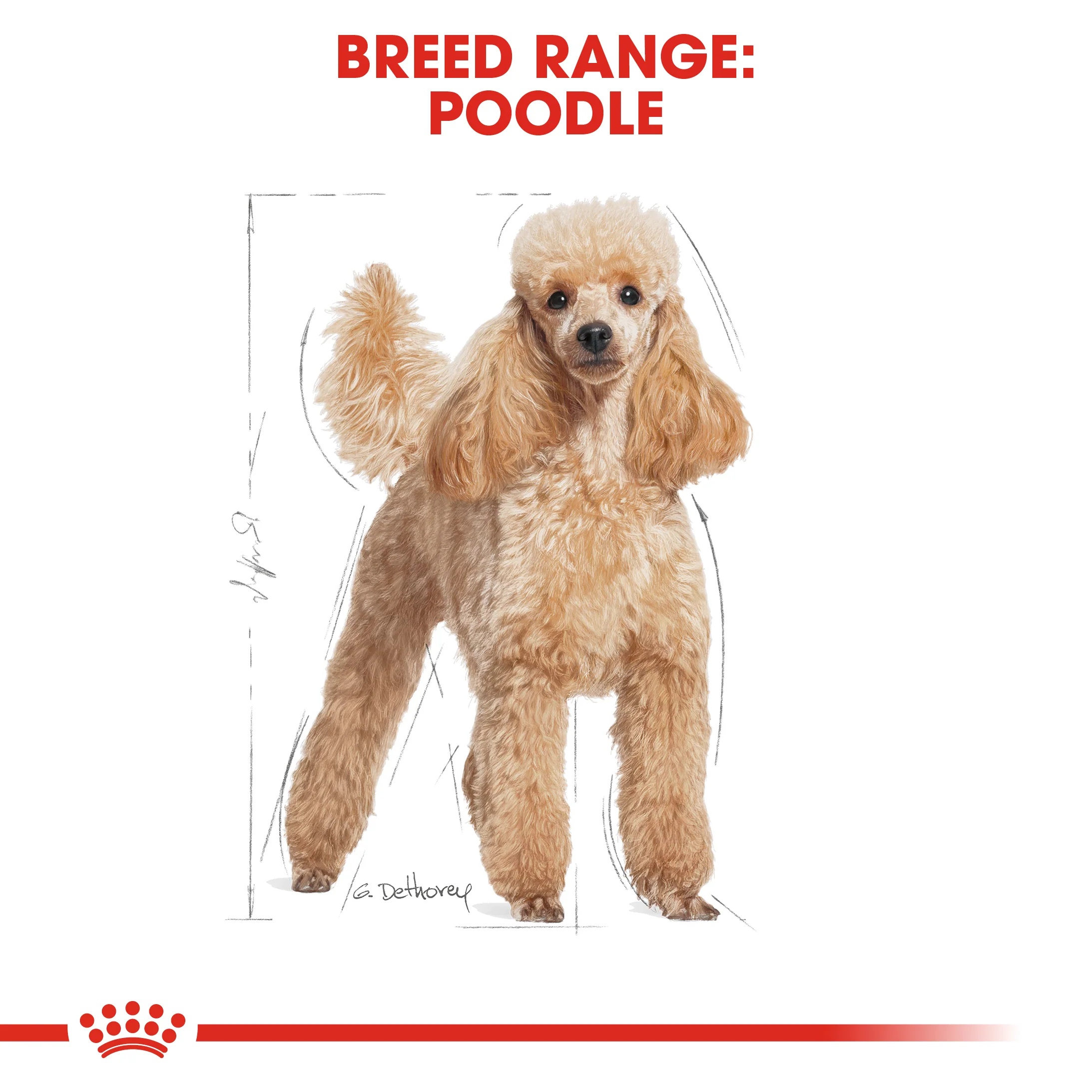 ROYAL CANIN Poodle Adult Wet Dog Food - Image 3