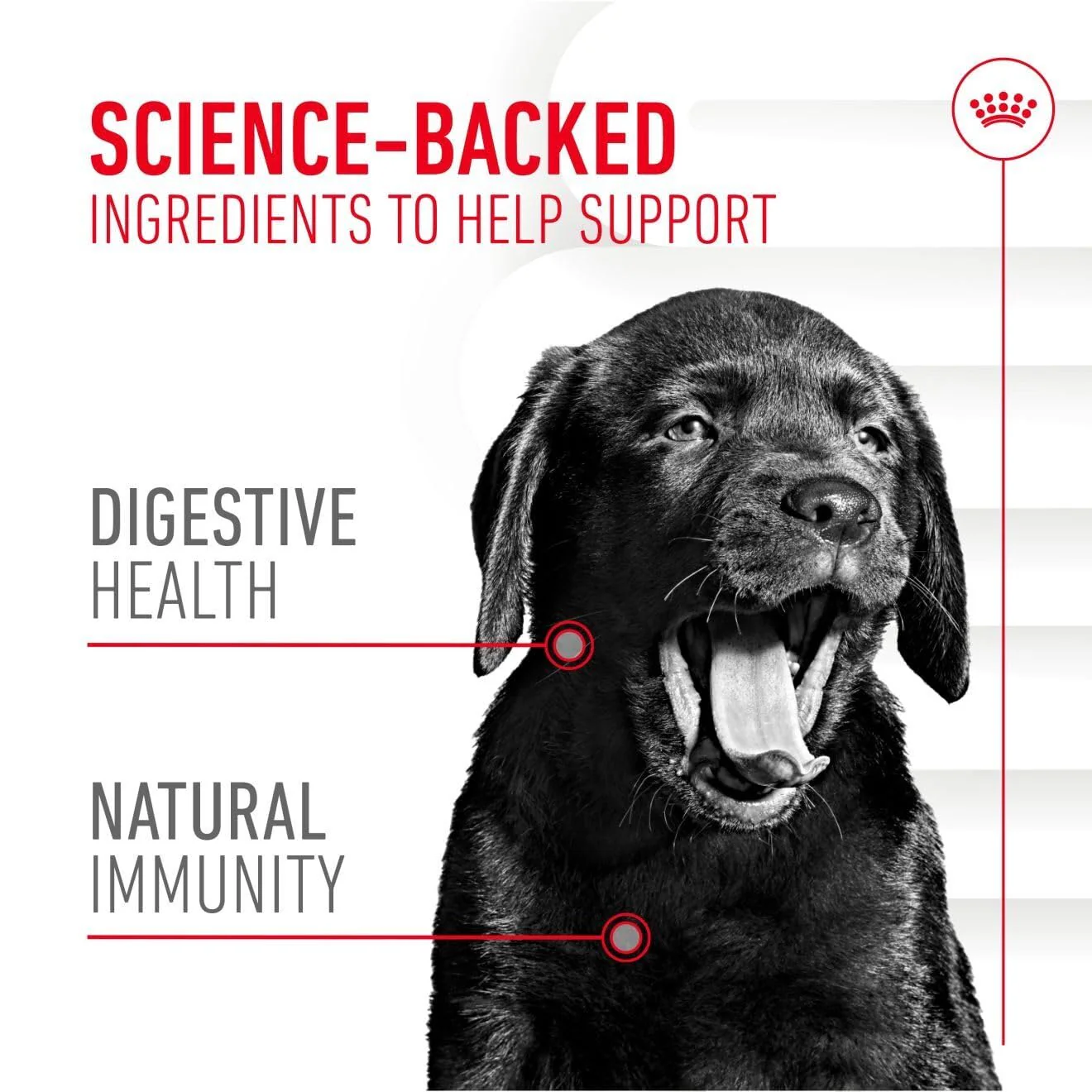 Royal Canin Puppy Supplement for Immunity & Digestion Soft Chews 100g - Image 3