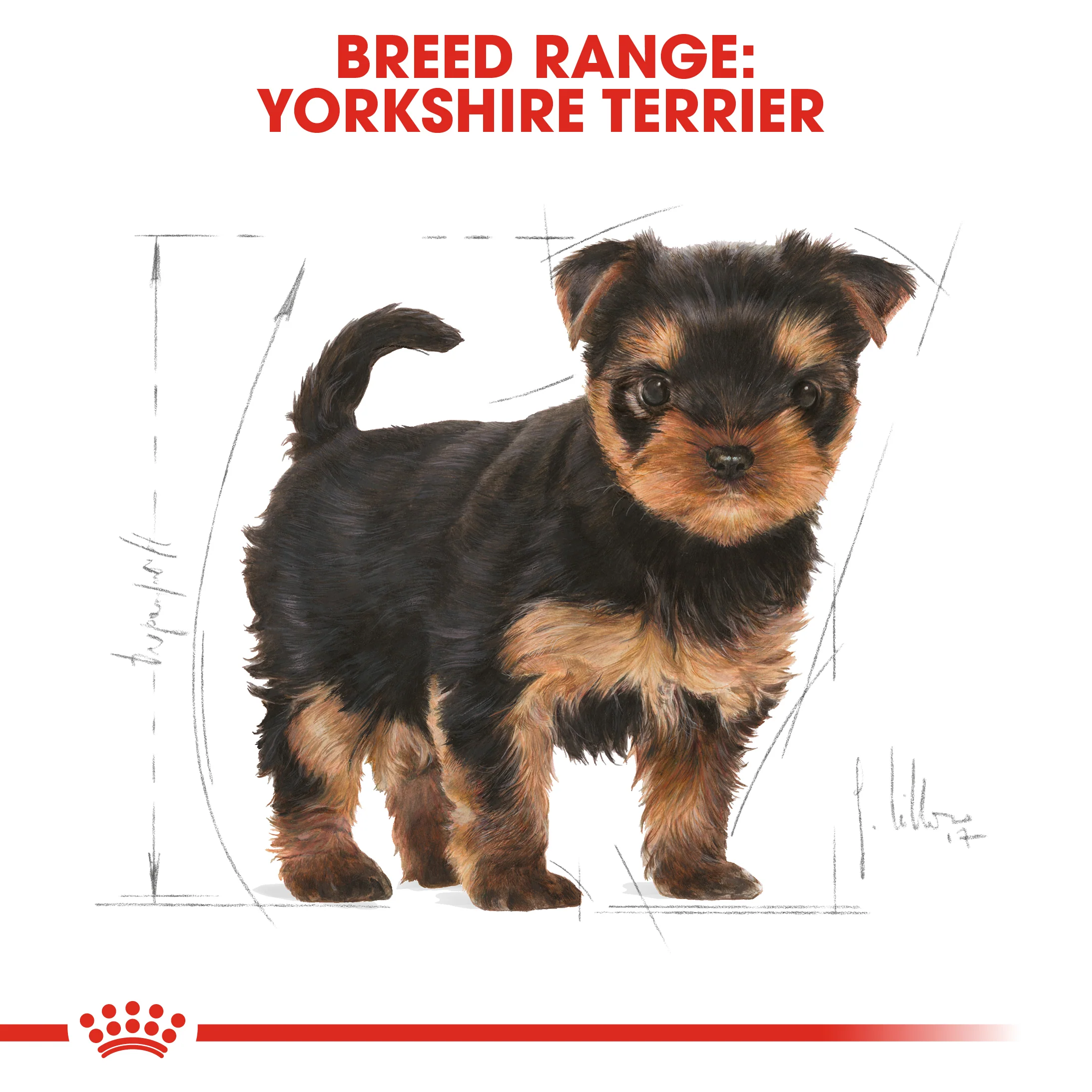 ROYAL CANIN® Yorkshire Terrier Puppy Dry Dog Food - Image 12