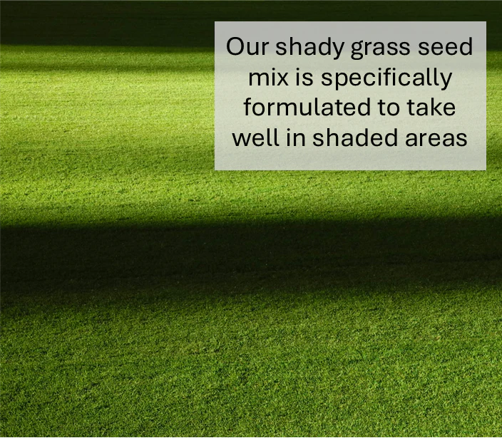Shady Area Lawn Seed (HM5) - Image 3
