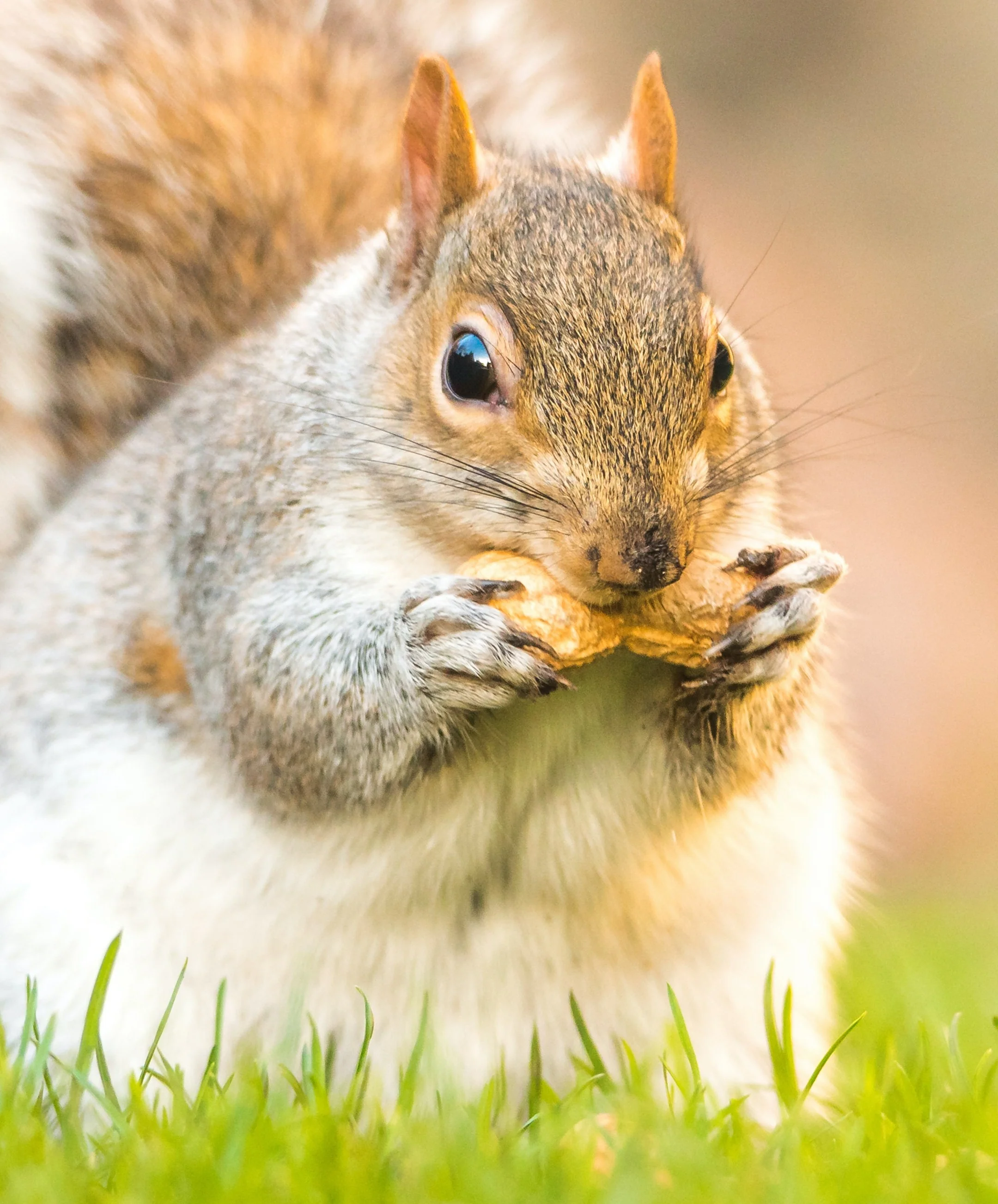 Squirrel and Chipmunk Mix - Image 4