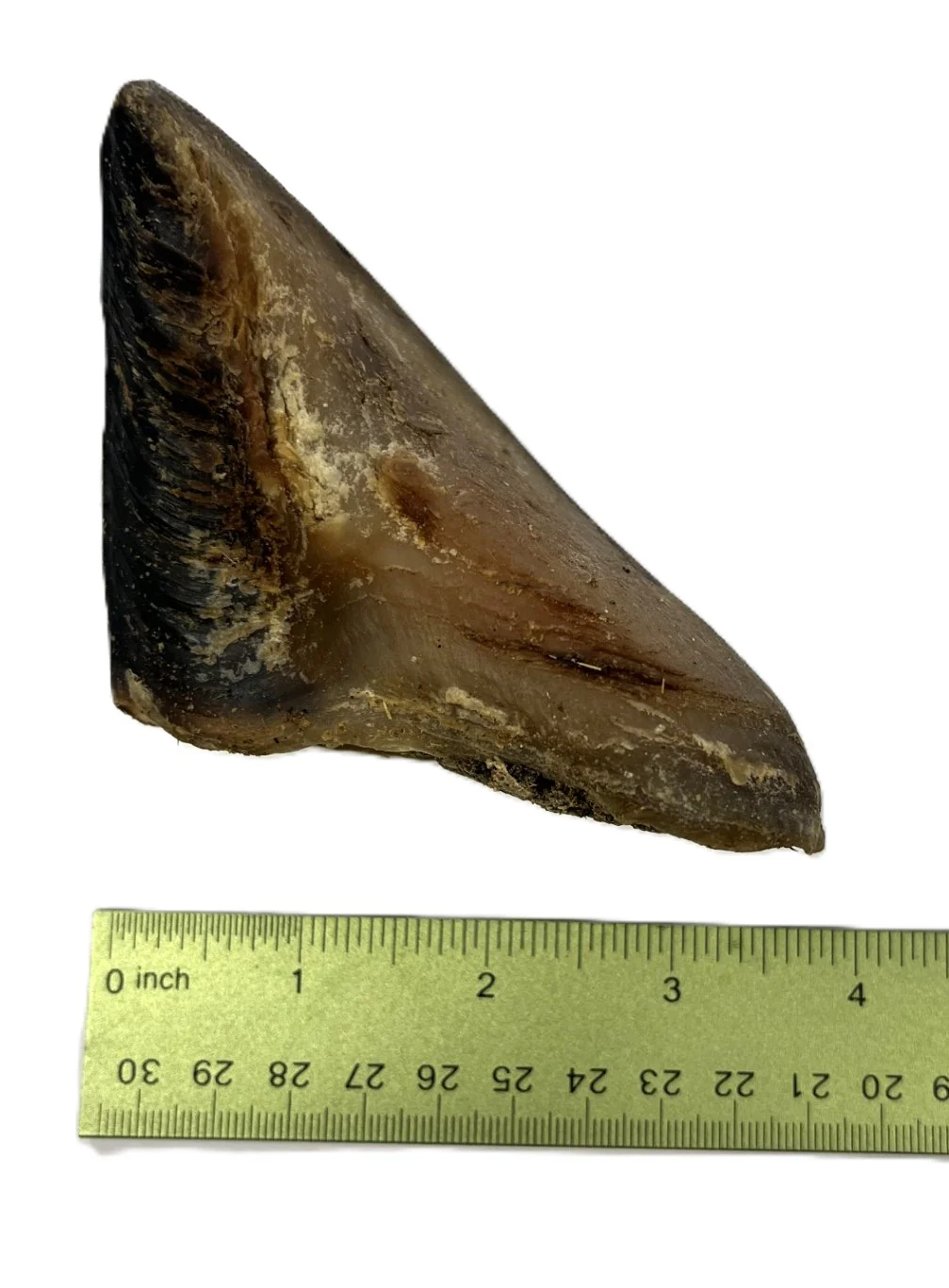 Tripe Filled Hooves - Image 3