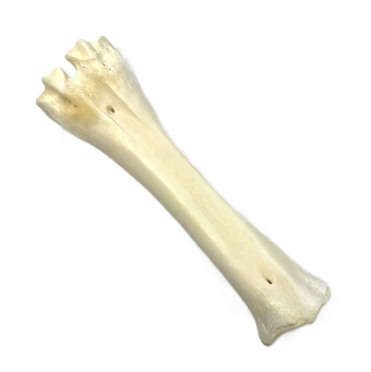 White Shank Bone - Image 2