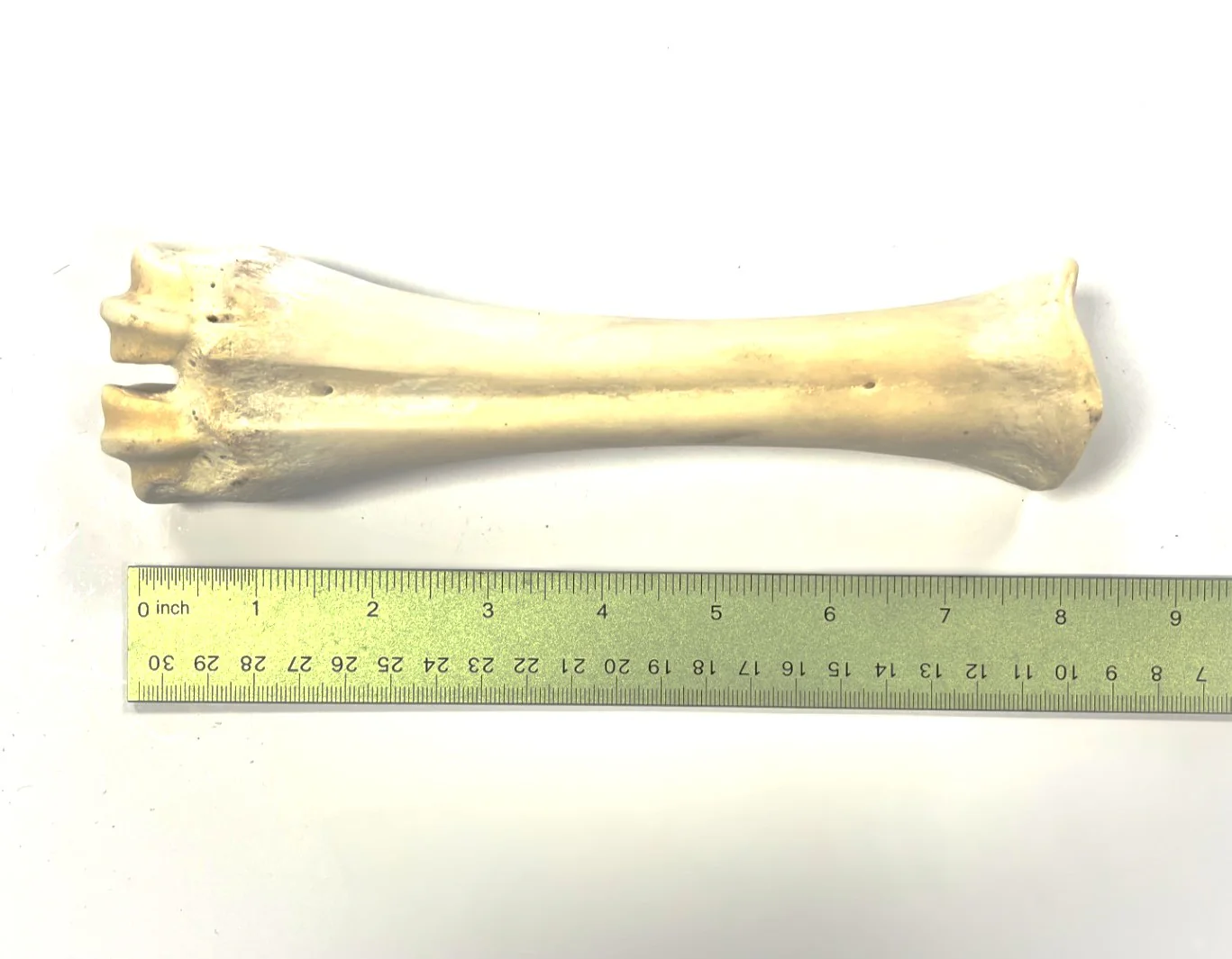 White Shank Bone - Image 3