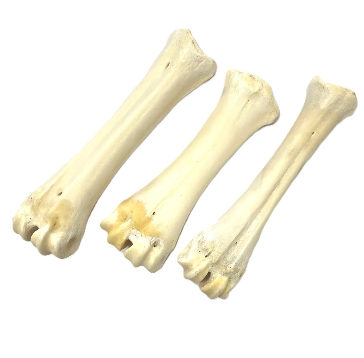 White Shank Bone - Image 4