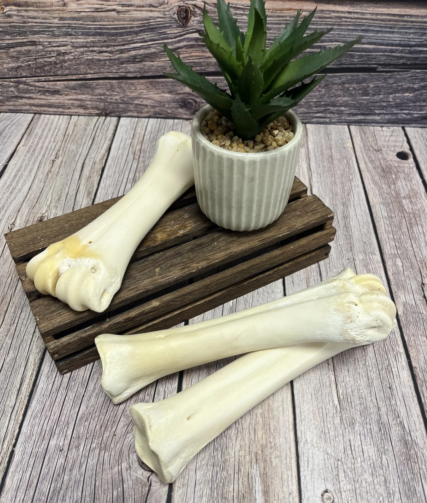 White Shank Bone - Image 5